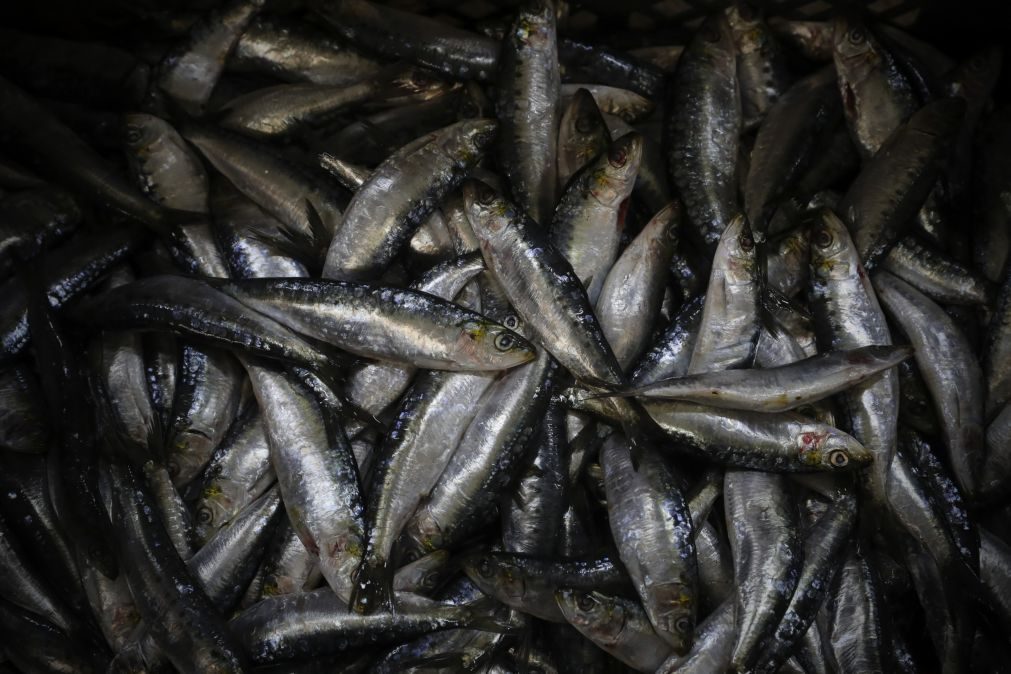 UE chega a acordo sobre pescas para 2023