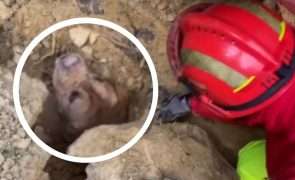 Bombeiros da Trafaria salvam cão enterrado em escombros [vídeo]