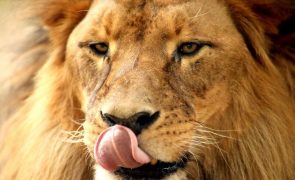 Animais da maior área protegida moçambicana mataram 12 pessoas de comunidades próximas em 2022