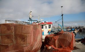 Mais de 12 toneladas de tubarão anequim apreendidas em Peniche