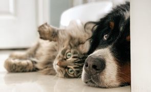 Ter cão ou gato associado a menos alergias alimentares em crianças