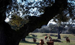 Estudo conclui que inspeção visual pode ser insuficiente para detetar Tuberculose Bovina