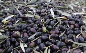 GNR detém 22 suspeitos de furto no Alentejo e apreende quase quatro toneladas de azeitona
