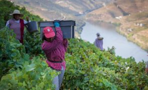 Douro é Cidade Europeia do Vinho em 2023 e tem dezenas de iniciativas programadas