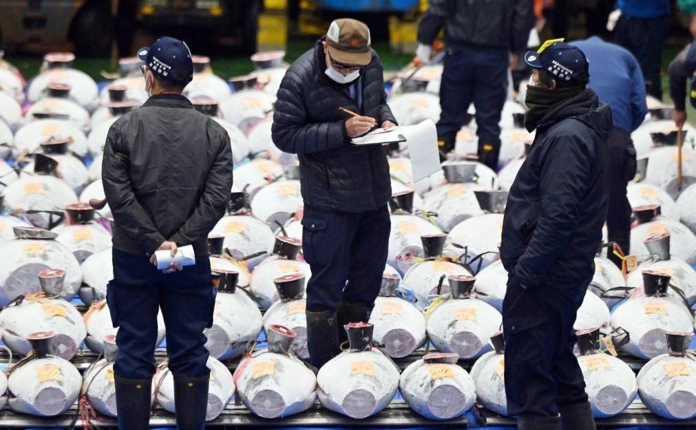 Atum vendido por 256 mil euros no primeiro leilão do ano em Tóquio