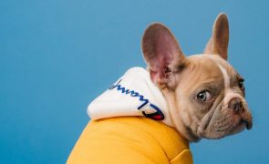 Como medir a idade dos cães e saber quanto tempo eles vivem