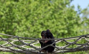 Chimpanzés adolescentes são menos impulsivos que humanos da mesma idade
