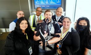 Piloto adota cãozinho abandonado por passageiro no aeroporto