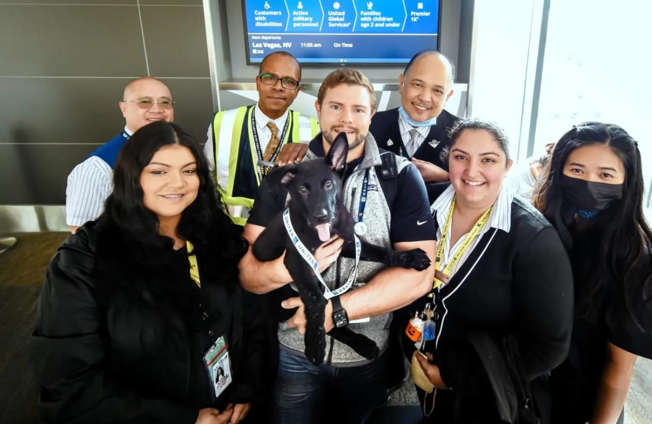 Piloto adota cãozinho abandonado por passageiro no aeroporto