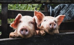 Porco ataca e mata funcionário de matadouro após recuperar consciência