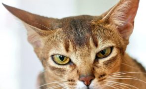 Saiba quais são as raças de gato mais inteligentes do mundo