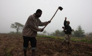 Presidentes de Moçambique e Quénia querem aposta no processamento agrícola