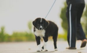 Como ganhar facilmente 420 euros a passear animais de estimação