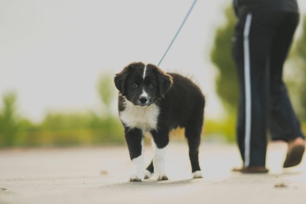 Como ganhar facilmente 420 euros a passear animais de estimação