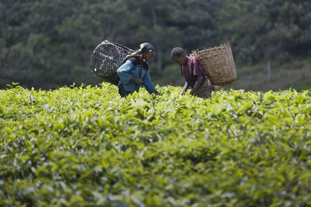 Parceiros do desenvolvimento garantem 30 mil milhões para a agricultura em África