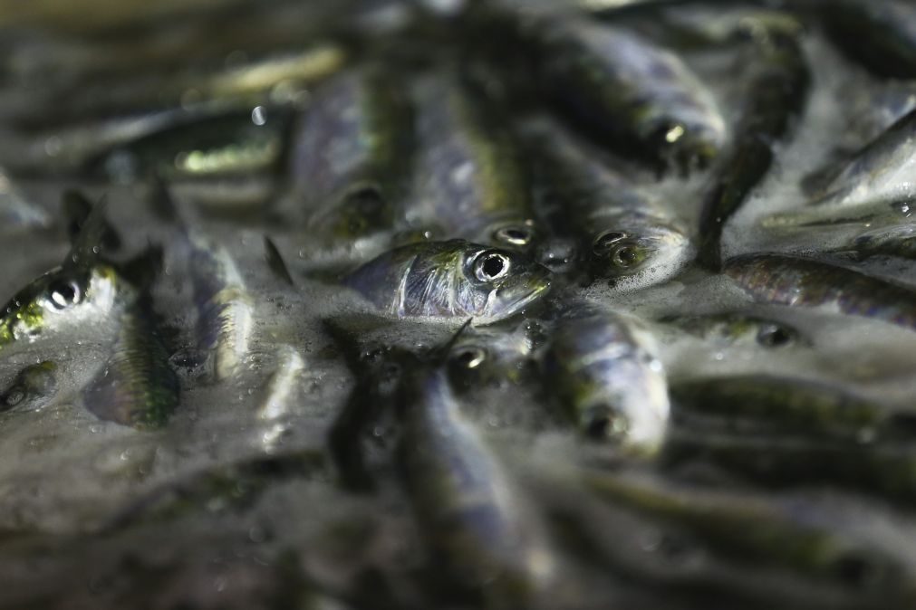 Pesca da sardinha deve ser proibida já em 2018