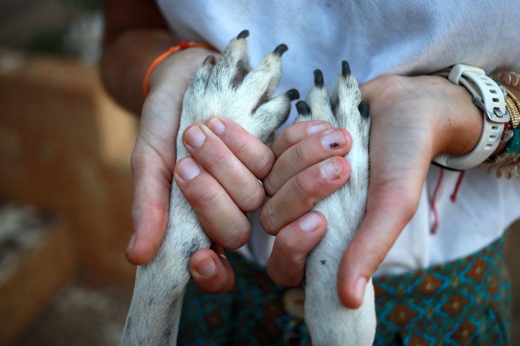 Quase 10 mil crimes e 17 detidos por abandono e maus tratos de animais em cinco anos