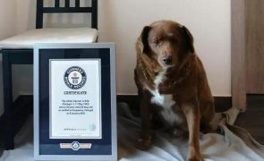 Cão mais velho do mundo é português e chama-se Bobi