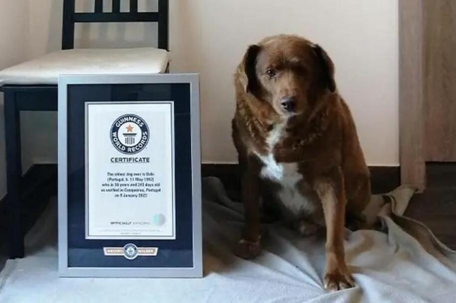 Cão mais velho do mundo é português e chama-se Bobi