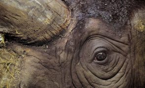 Moçambicano condenado a 18 anos de prisão por caça furtiva de rinoceronte na África do Sul