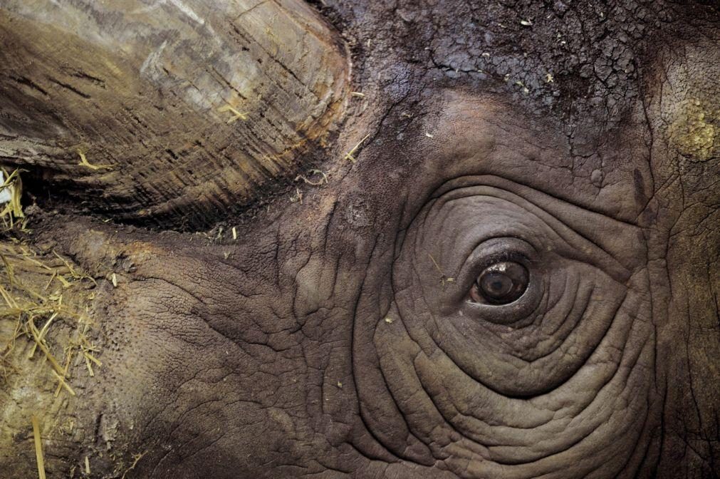 Moçambicano condenado a 18 anos de prisão por caça furtiva de rinoceronte na África do Sul