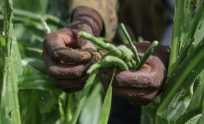 Cabo Verde volta a receber fórum internacional sobre escassez de água na agricultura
