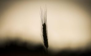 FAO elogia liderança de Cabo Verde na agricultura com escassez de água