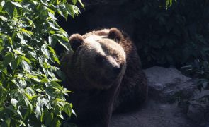 Espanha identifica população de 370 ursos no norte do país