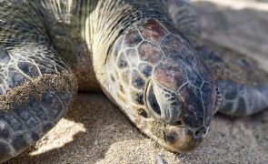 Aquecimento global ameaça sobrevivência e reprodução de tartarugas marinhas