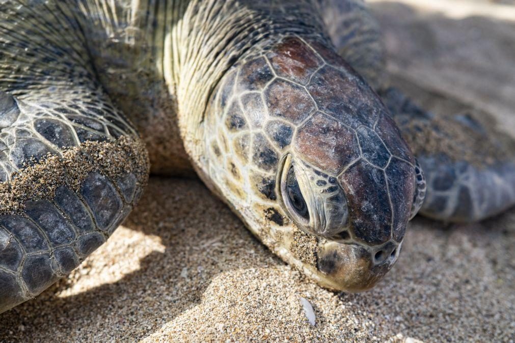 Aquecimento global ameaça sobrevivência e reprodução de tartarugas marinhas