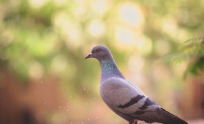 Morreu o pombo encontrado em estado crítico após ser pintado de rosa para um chá de bebé