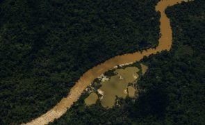 Autoridades brasileiras começam a assumir o controlo da terra Yanomami