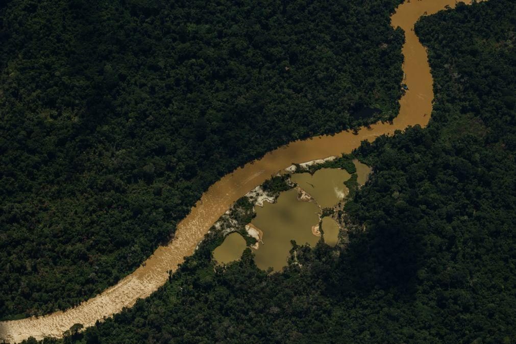 Autoridades brasileiras começam a assumir o controlo da terra Yanomami