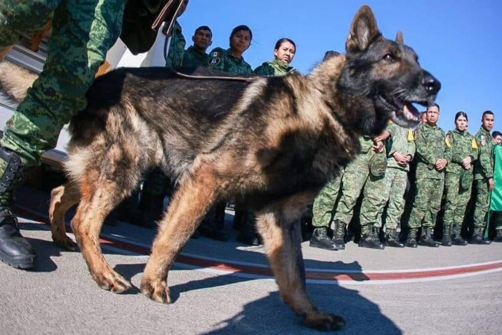 Proteo, morreu o cão mais corajoso do mundo que estava na Turquia à procura de sobreviventes