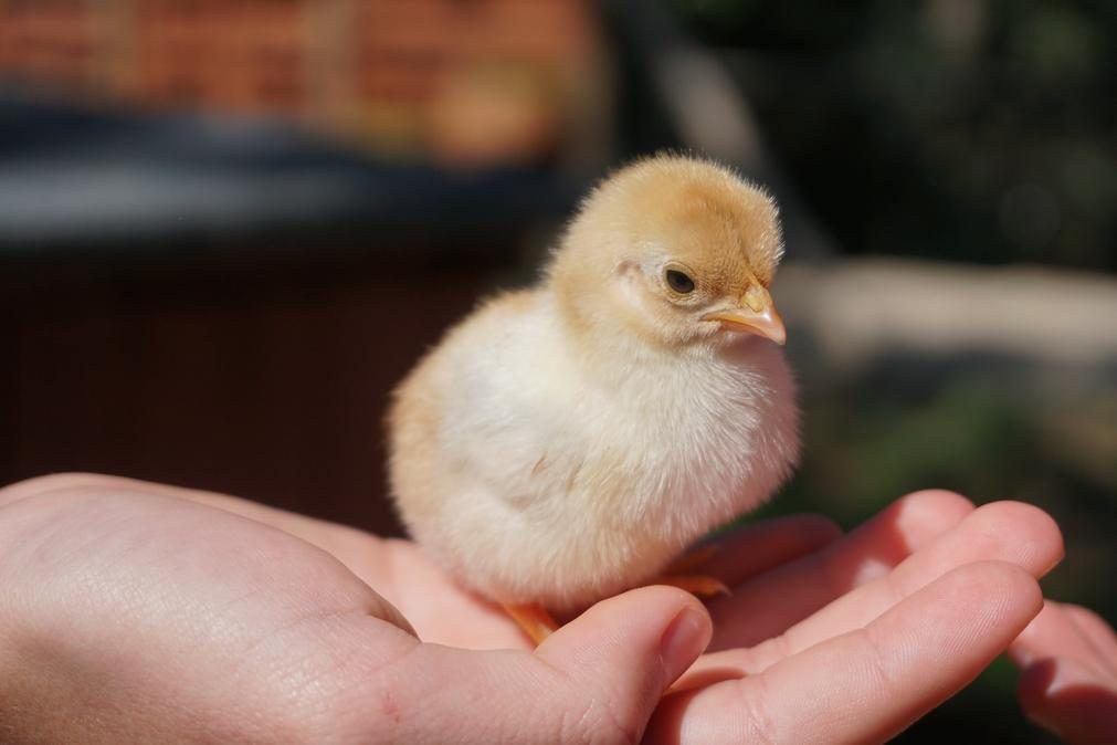 O que nasceu primeiro, o ovo ou a galinha?