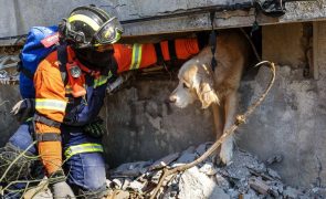 Equipa portuguesa resgata cão após 200 horas sob escombros na Turquia