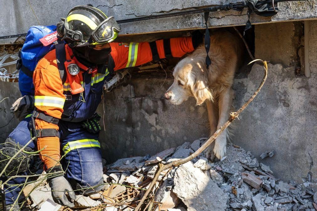 Equipa portuguesa resgata cão após 200 horas sob escombros na Turquia