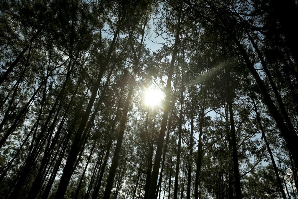Associação para investimento florestal critica proposta «pouco séria» do Governo