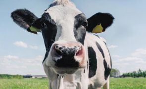 Nem imagina o que as flatulências das vacas estão a fazer ao meio ambiente