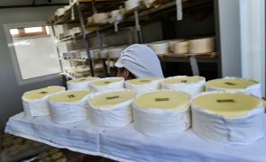 Candidatura do queijo Serra da Estrela DOP a património da UNESCO em preparação