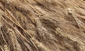 Investigadores estudam microbiota do trigo para criar novo alimento