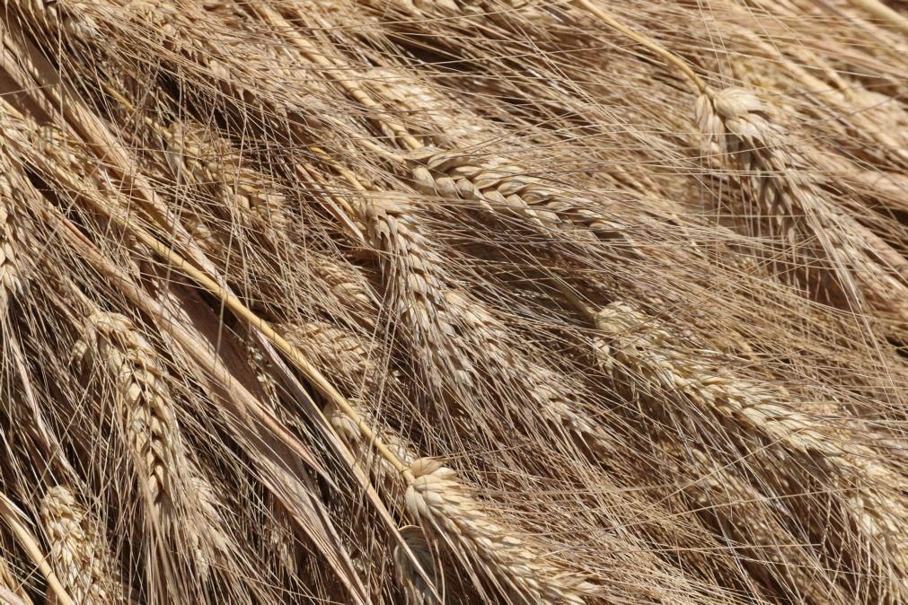 Investigadores estudam microbiota do trigo para criar novo alimento