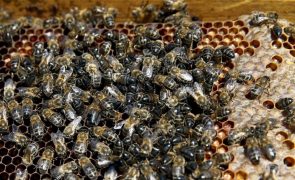 Universidade de Coimbra integra projeto para aumentar resiliência da apicultura
