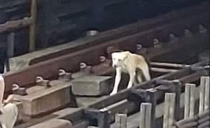 Funcionários e passageiros salvam cão que caiu na linha do metro [vídeo]