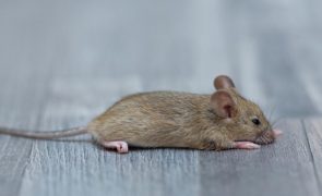 Ratos atacam tripulação da Ryanair