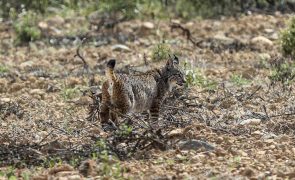 O 100.º lince-ibérico nascido em Silves foi libertado na Andaluzia
