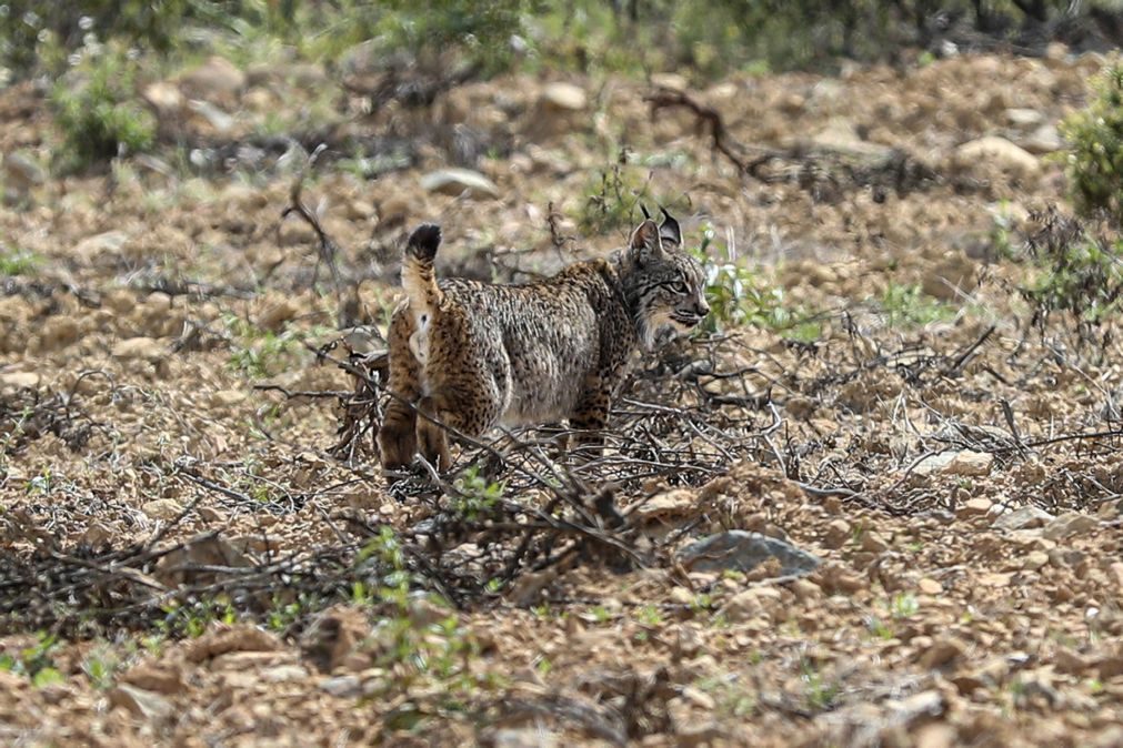 O 100.º lince-ibérico nascido em Silves foi libertado na Andaluzia