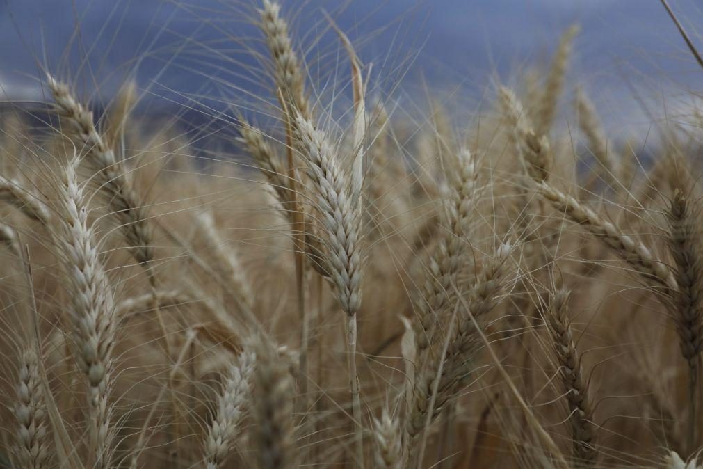 Rússia promete cumprir acordo de cereais se outras partes o fizerem