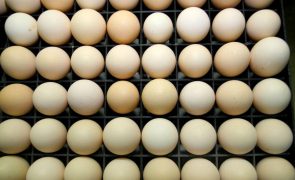 Preço dos ovos dispara 30% na UE em janeiro com Portugal a registar aumento de 46%