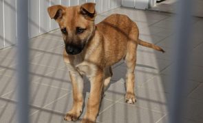 Mais de 90 mil pedem ao parlamento criminalização de maus-tratos a animais